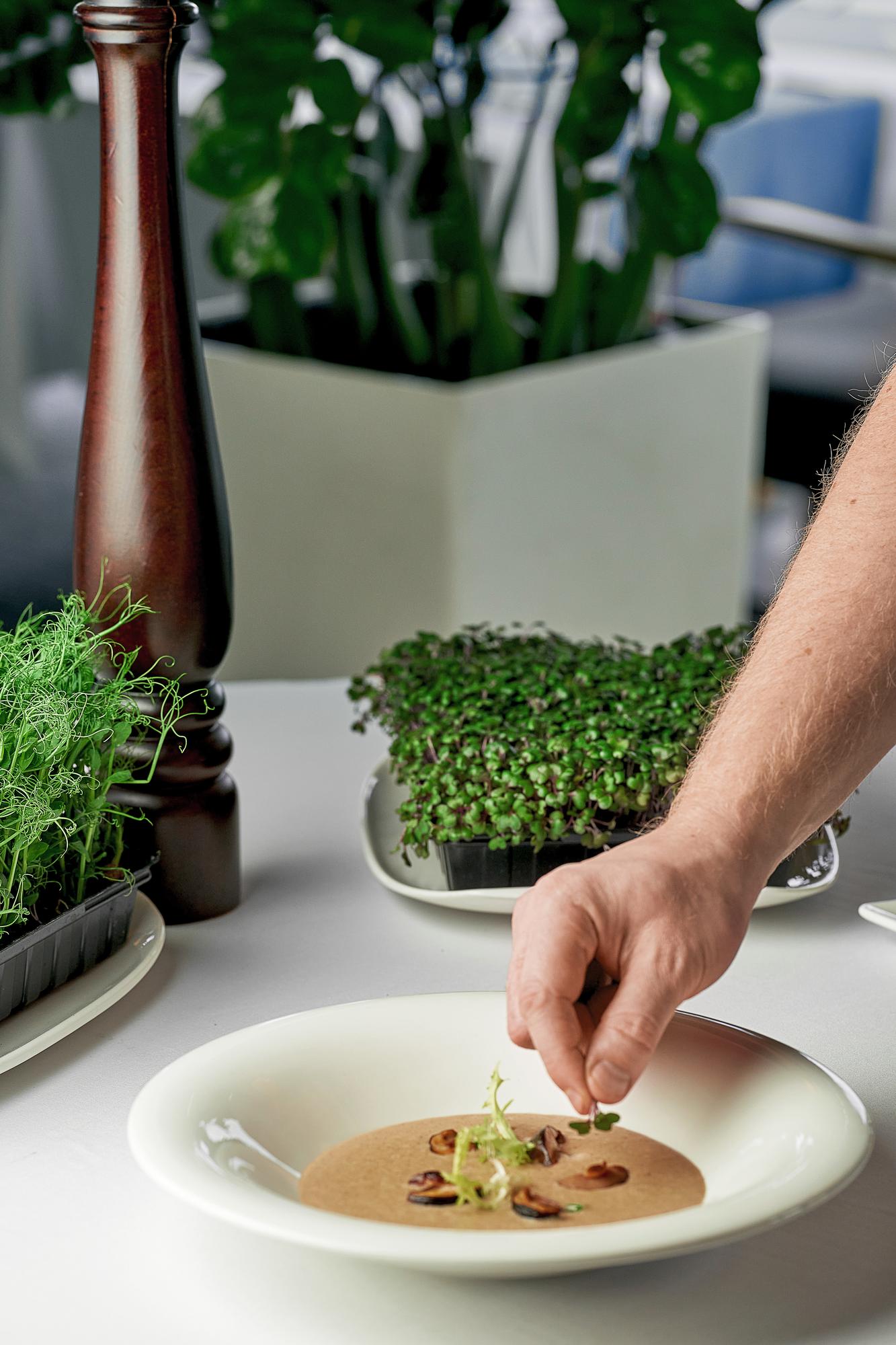 Chef hands arranging microgreens on dish